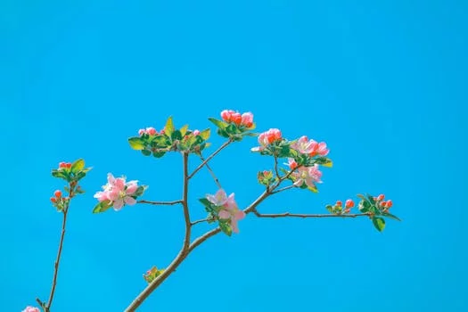 thé jasmin théière